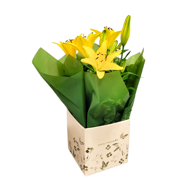 Lírios amarelo Plantado envolvido em uma caixa decorada.
