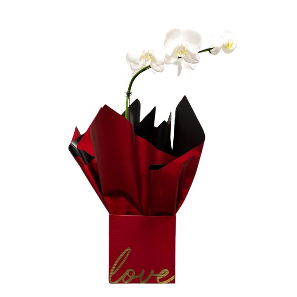 orquidea branca envolvida em uma embalagem linda e delicada na cor vermelha, escrito love na caixa