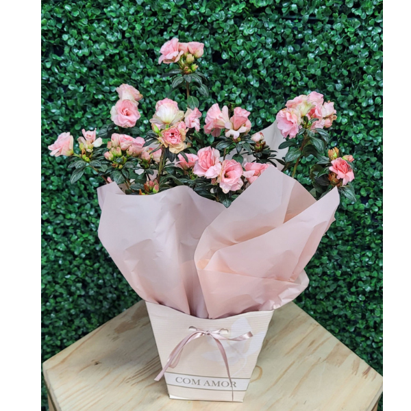 Flor azaleia embalada em uma caixa decorada