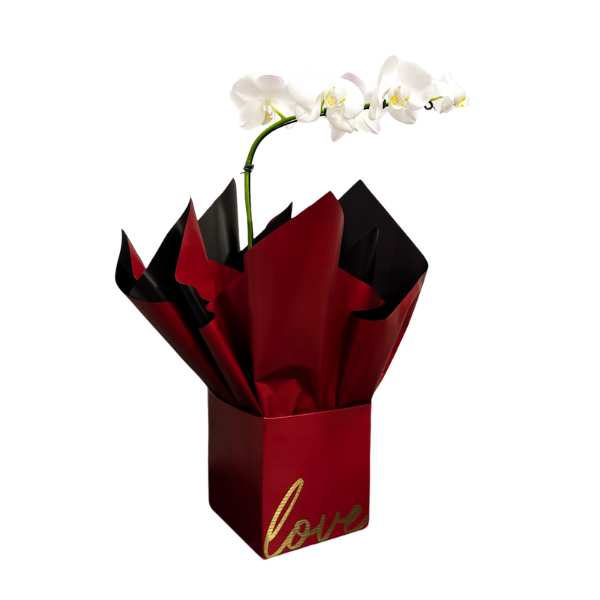 orquidea branca envolvida em uma embalagem linda e delicada na cor vermelha, escrito love na caixa