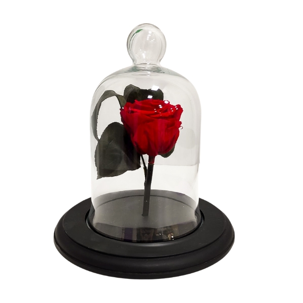 rosa-encantada Rosa encantada envolvido em uma redoma de acrilico