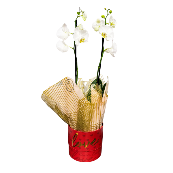 orquidea branca embalada para presentear