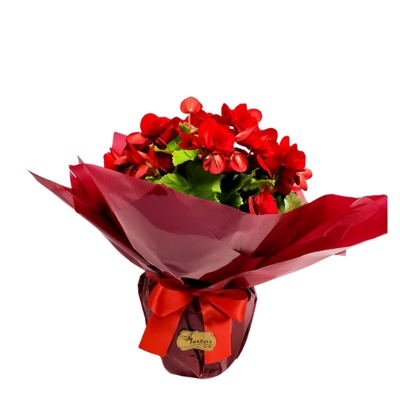 begônias vermelha plantada