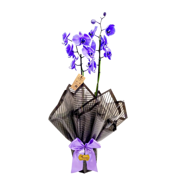 Orquídea plantada roxa envolvida em uma delicada embalagem