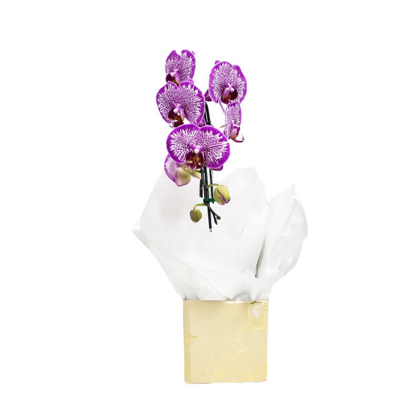 orquidea