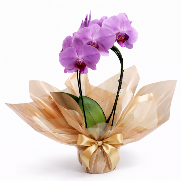Orquídea Phalaenopsis lilás natural com duas hastes em vaso decorativo