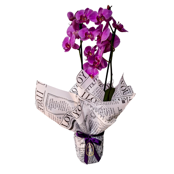 orquidea-roxa orquidea roxa