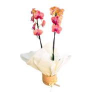 orquidea