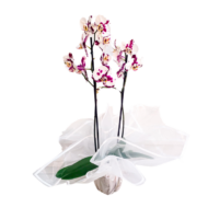 orquidea