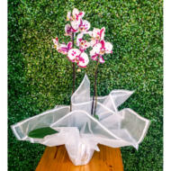 orquidea