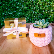 kit para presentear com suculenta