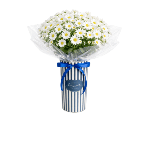 margarida na lata para presentear em ocasioes especiais