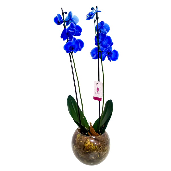 orquidea-no-vaso-de-vidro orquidea no vaso de vidro