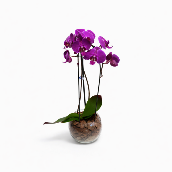 Orquídea Phalaenopsis no Vaso