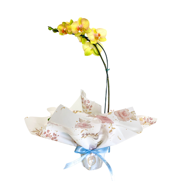 Orquídeas Phalenopolis Amarela