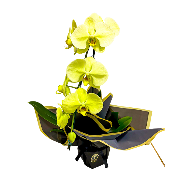 orquidea cascata