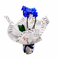 orquidea azul
