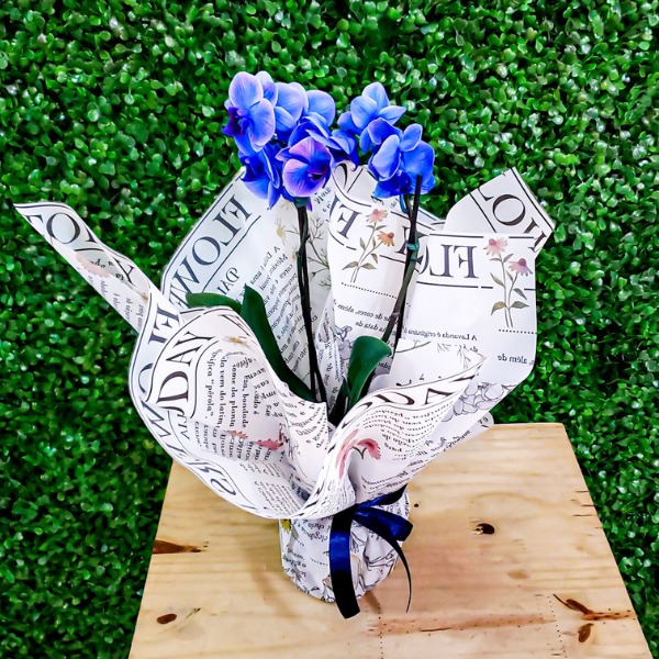 orquidea azul