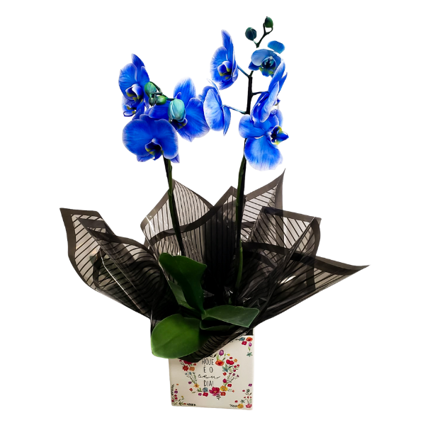 orquidea azul