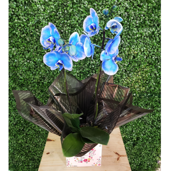 orquidea azul