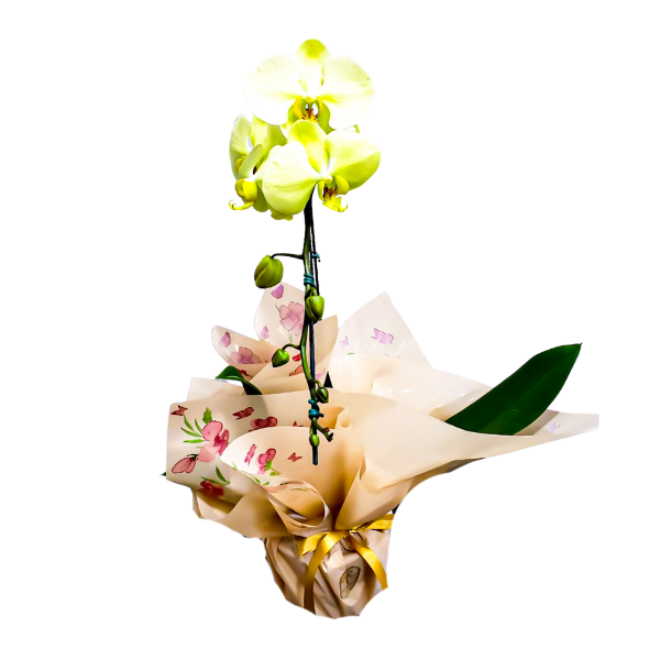 orquidea cascata