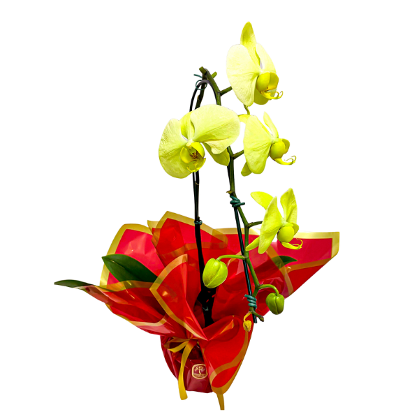orquidea cascata