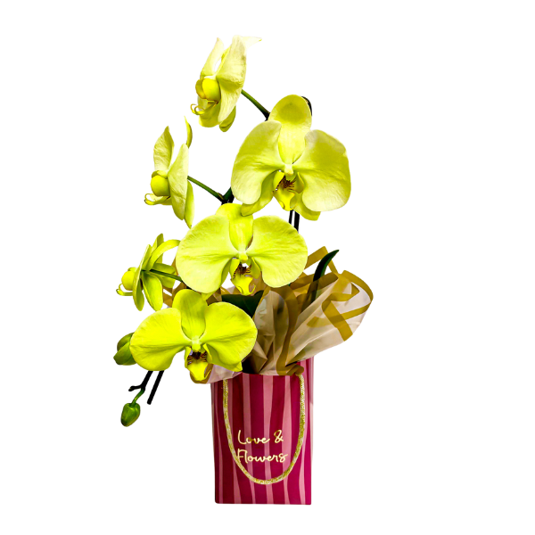 orquidea cascata