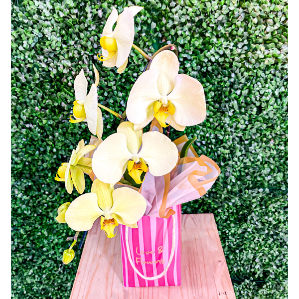 orquidea cascata