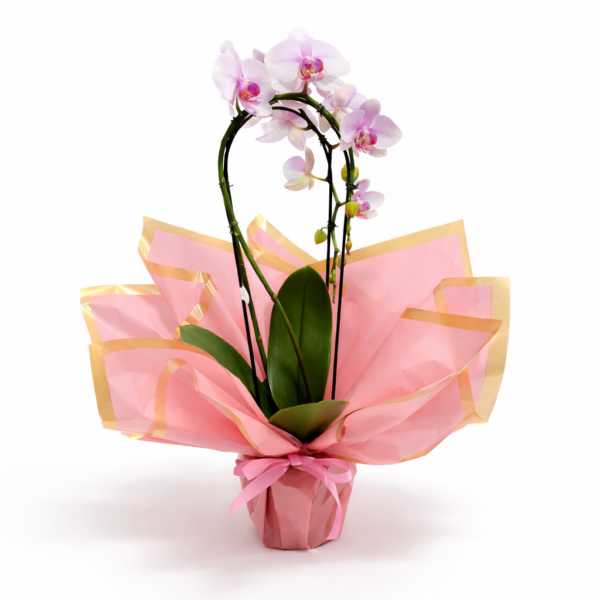 orquidea phalaenopsis para presentear