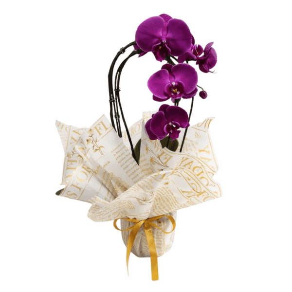 Orquidea Phalaenopsis violeta para presentear amigos, familiares e esposa.